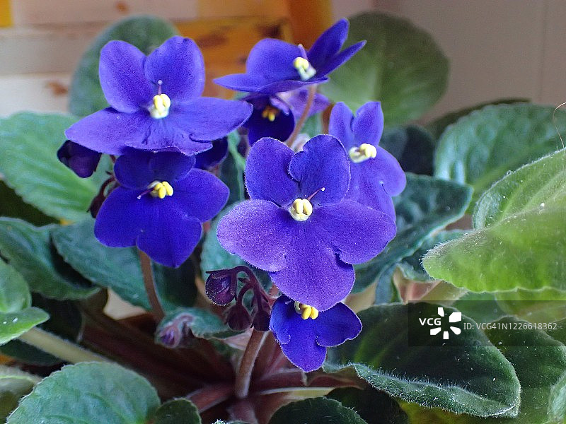 非洲紫罗兰植物图片素材