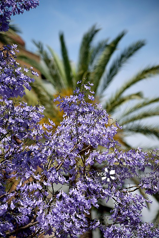 蓝花楹树的紫色花朵图片素材