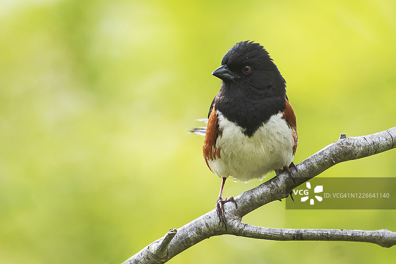 春季的东方鸣雀图片素材