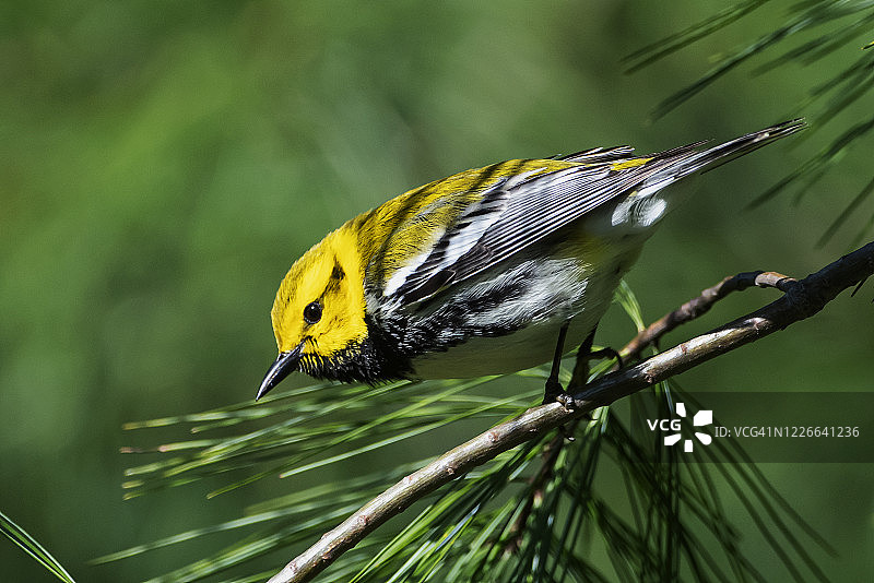春季迁徙期间的黑喉绿莺图片素材
