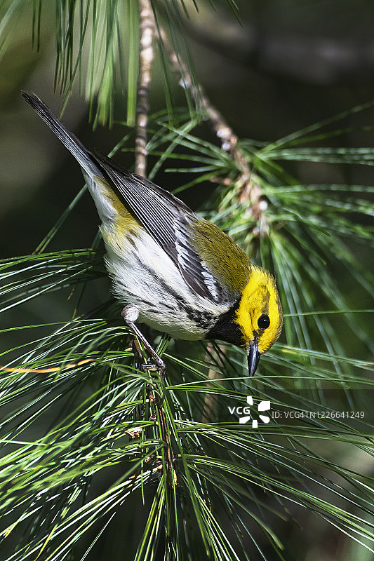 春季迁徙期间的黑喉绿莺图片素材
