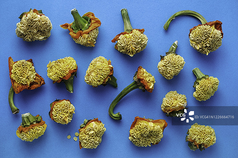 16个橙色甜椒干摆件：辣椒、种子和茎图片素材