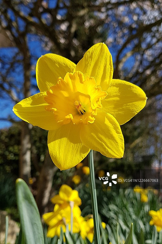 明亮的黄色水仙花特写图片素材