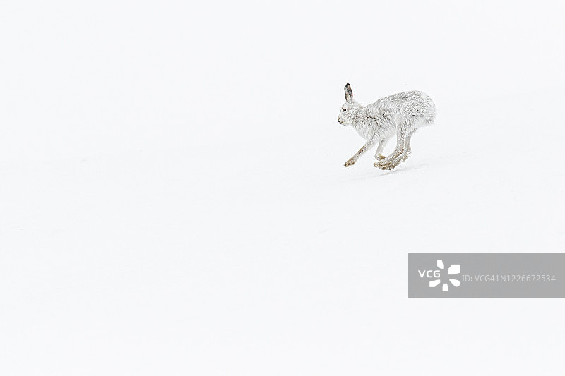 雪地奔跑的山兔图片素材