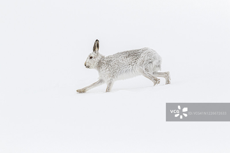 雪地奔跑的山兔图片素材