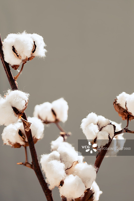 干燥的棉花植物，浅色背景上的棉花芽枝图片素材