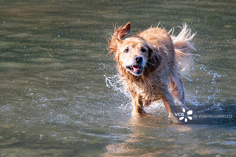 金毛猎犬在河里奔跑和溅水图片素材
