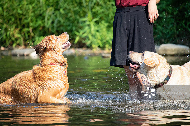 拉布拉多巡回猎犬和金毛巡回猎犬在河里与狗主人玩耍图片素材