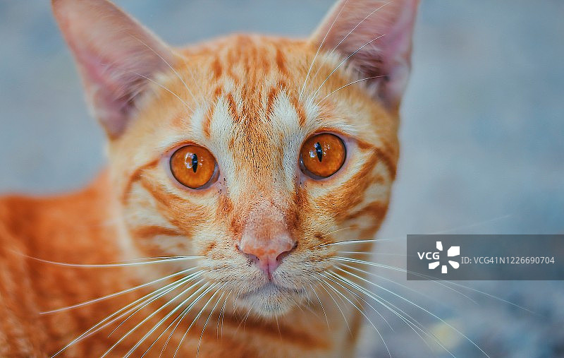 猫的肖像图片素材