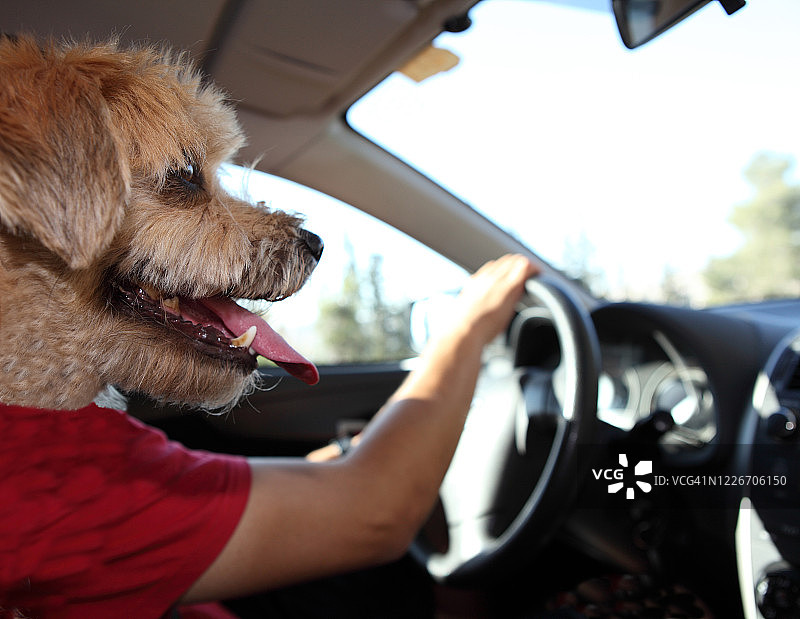 梗犬开车图片素材