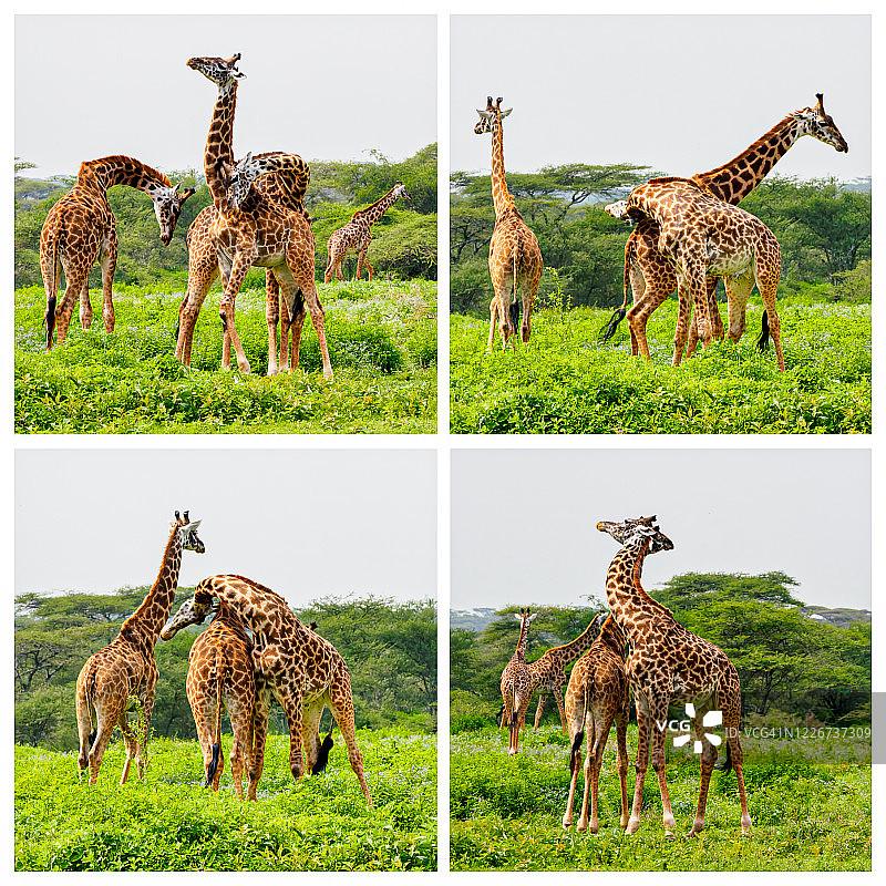 非洲坦桑尼亚恩戈罗恩戈罗保护区内长颈鹿“接颈”的四重野生动物照片图片素材