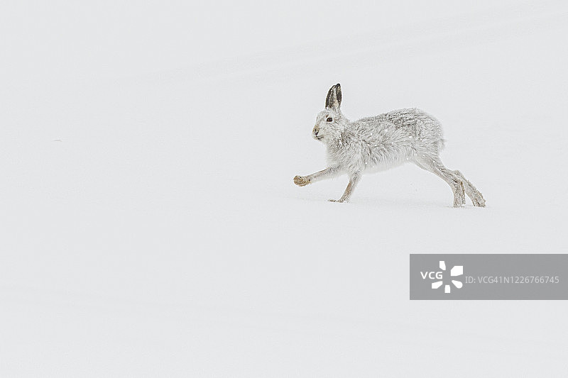 雪地奔跑的山兔图片素材