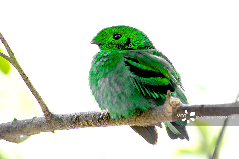 森林中鲜艳的绿色阔嘴鸟图片素材