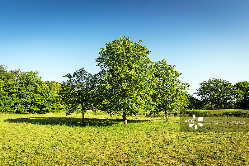 草地中央的三棵树图片素材