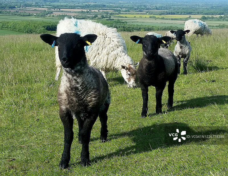 三只小羊羔图片素材