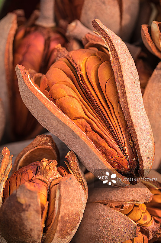 桃花心木果实图片素材