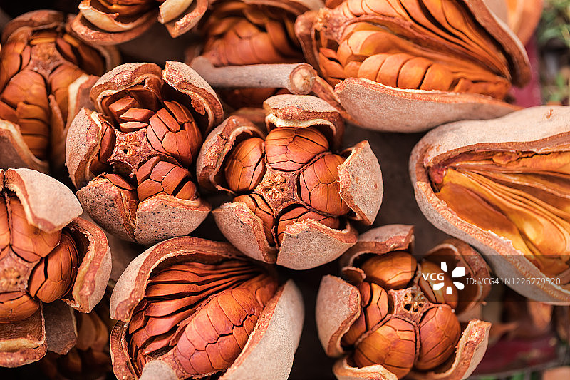 桃花心木果实图片素材