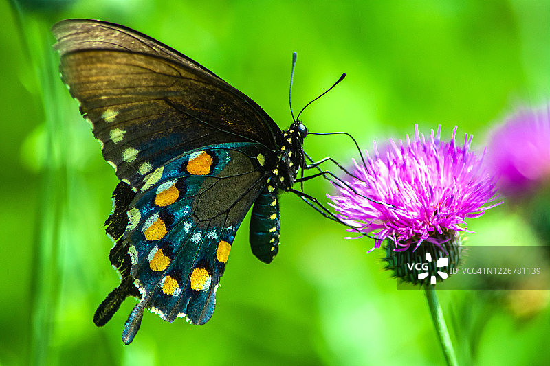 马兜铃凤蝶图片素材