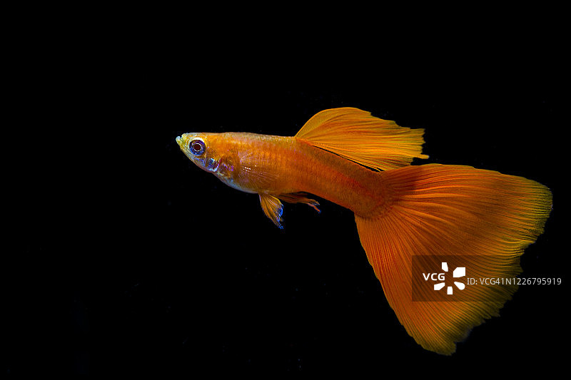 红色雄性白化孔雀鱼图片素材