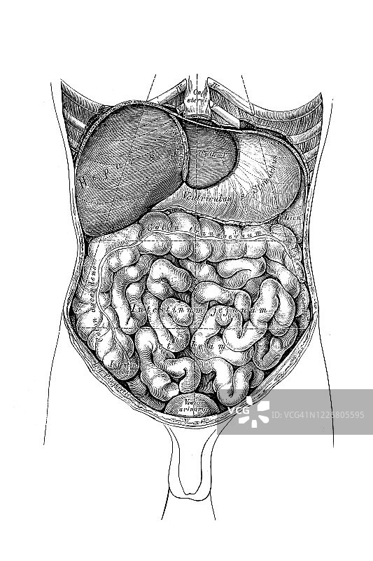 腹腔内脏的地形图片素材