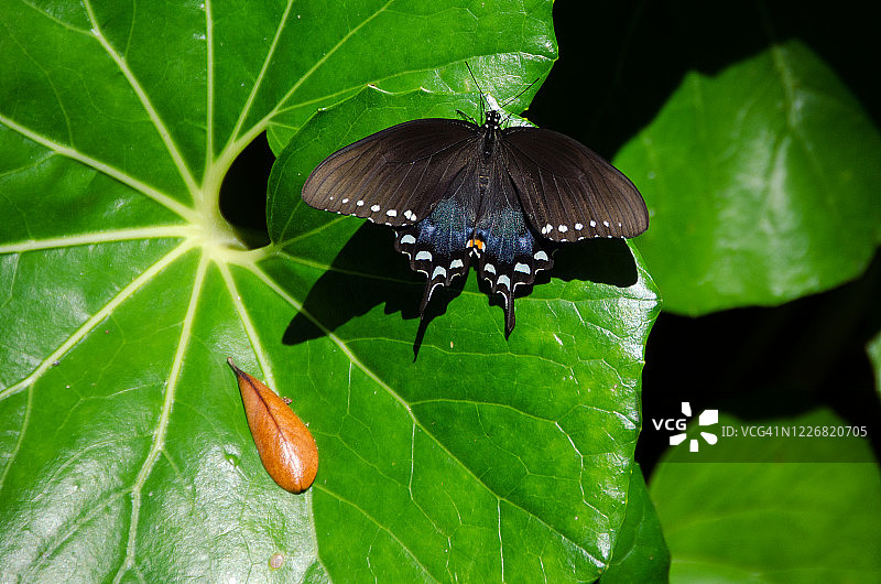 绿色背景上的黑色图片素材
