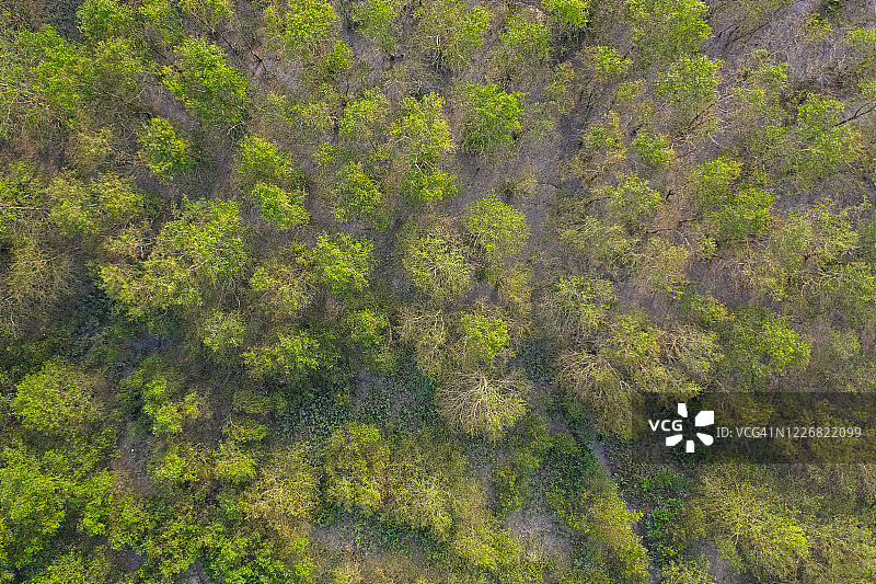 孙德尔本斯——世界上最大的红树林图片素材
