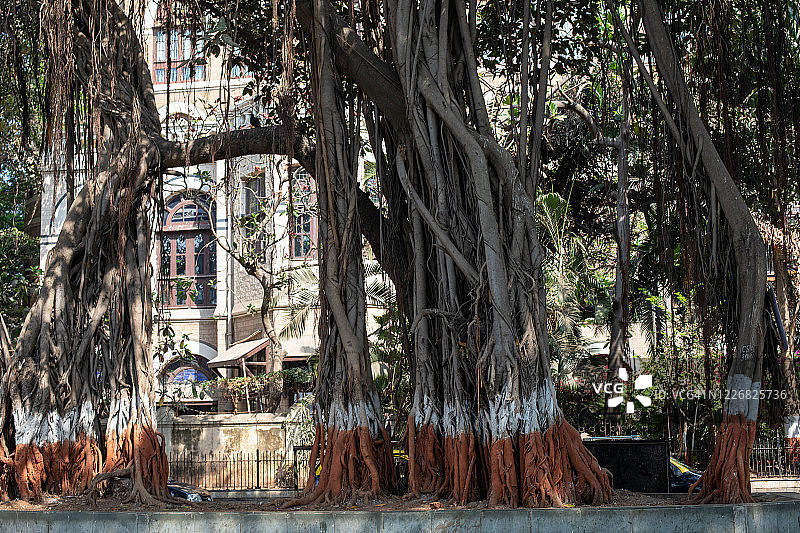 印度孟买海岸线上的老树图片素材