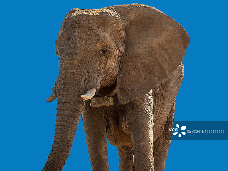 带有标签的非洲母象图片素材