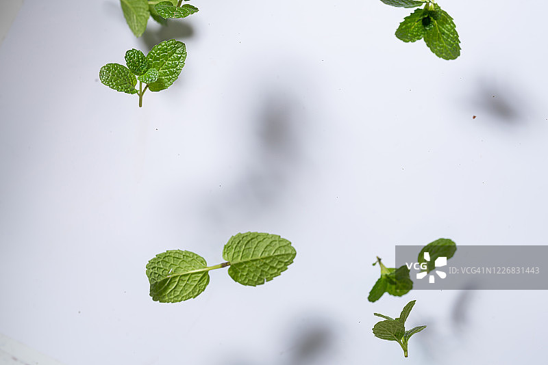 白色背景下的高速飞行薄荷叶图片素材