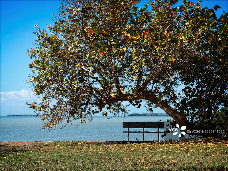 海边可供休憩的树荫长椅图片素材