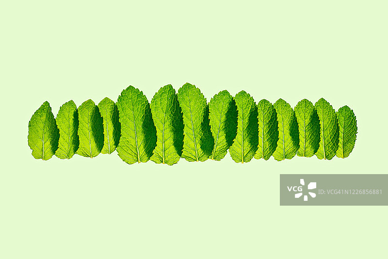 多层半透明薄荷绿叶图片素材