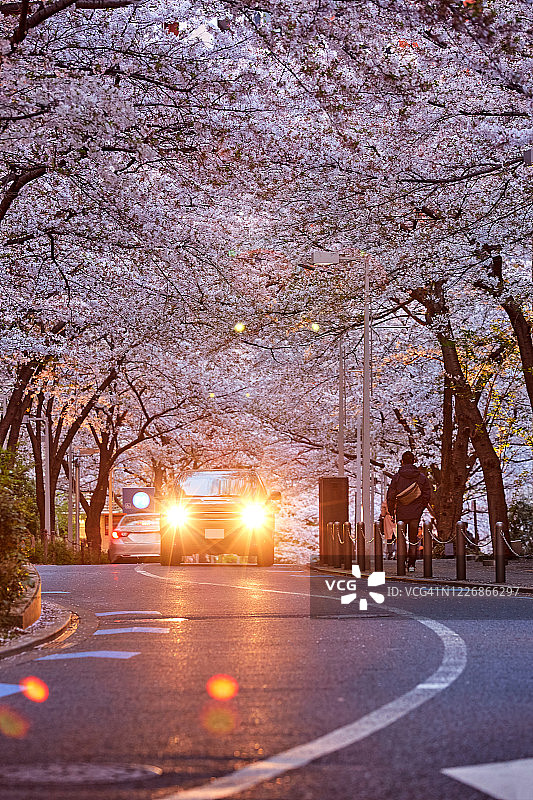 日本东京樱花季日落时分的城市街道图片素材