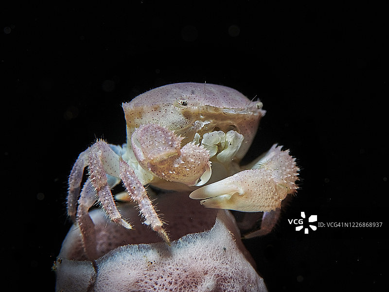 粉色管状海绵蟹图片素材