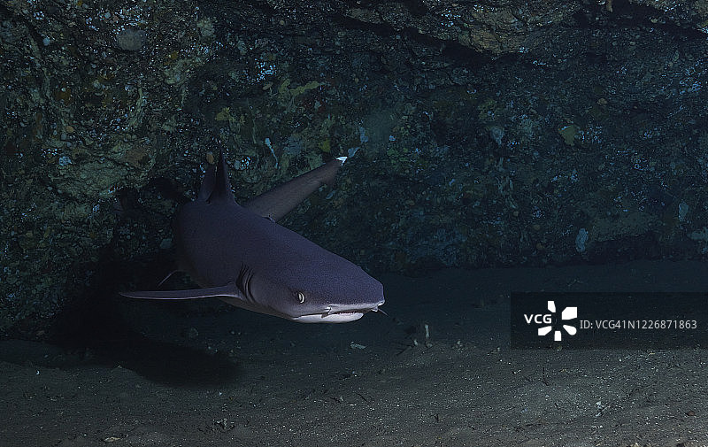 白鳍礁鲨图片素材