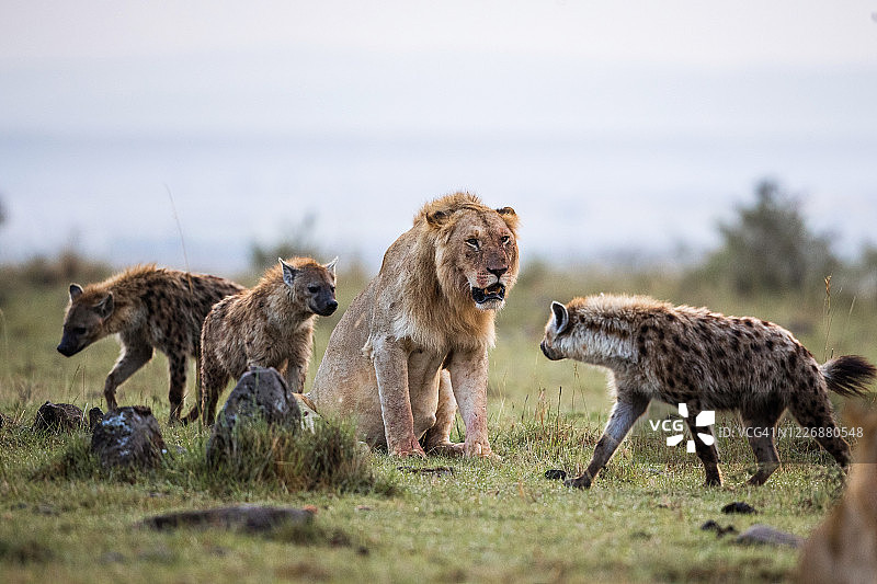 野外狮子与鬣狗图片素材