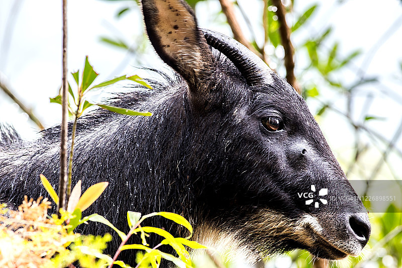 森林悬崖上的苏门答腊鬣羚图片素材