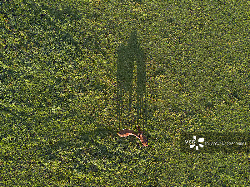 直接俯视田野里的两匹马的航拍图图片素材