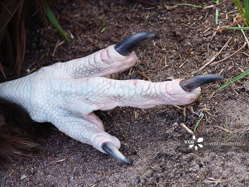 秃鹫的脚图片素材