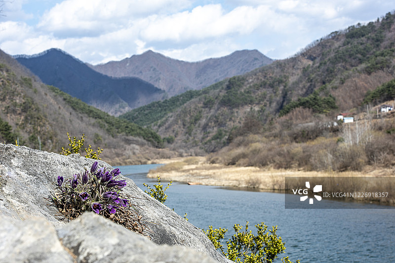 东岗顶冰花图片素材