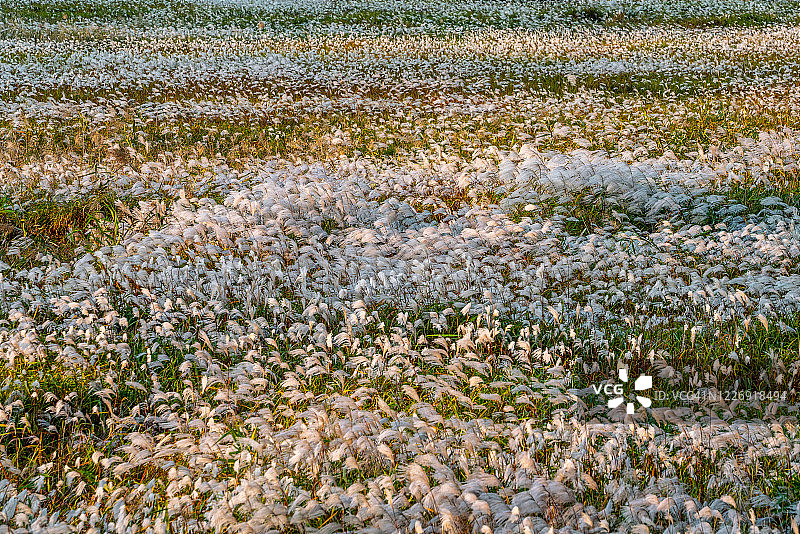 韩国大邱达城公园的茅草图片素材