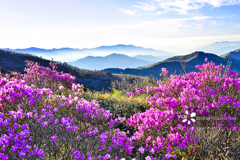 韩国智异山杜鹃花风景图片素材