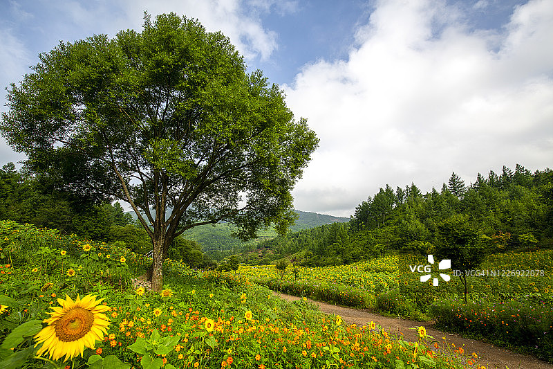 韩国华川向日葵公园景观图片素材