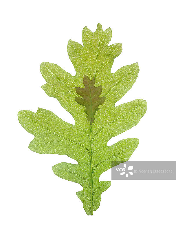 大春季橡树叶上有一片小橡树叶图片素材