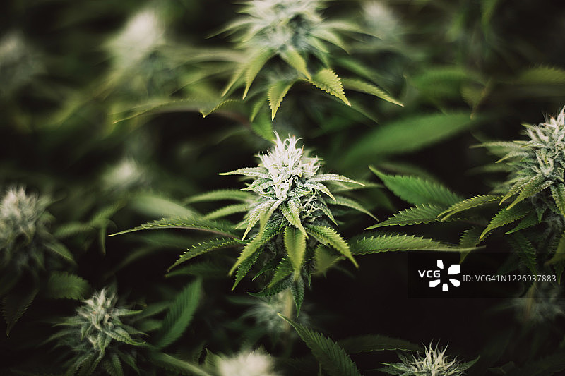 大麻叶特写图片素材