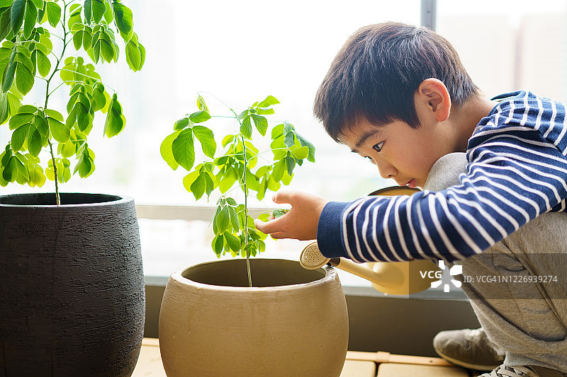 男孩给植物浇水图片素材