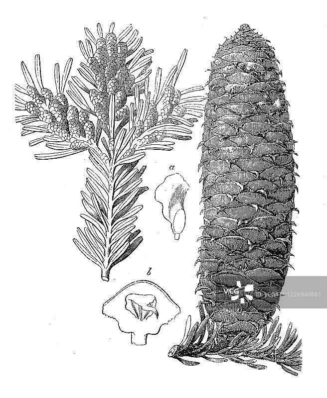 古代植物学插画：欧洲冷杉图片素材