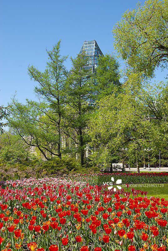 加拿大安大略渥太华国会山公园春天郁金香图片素材