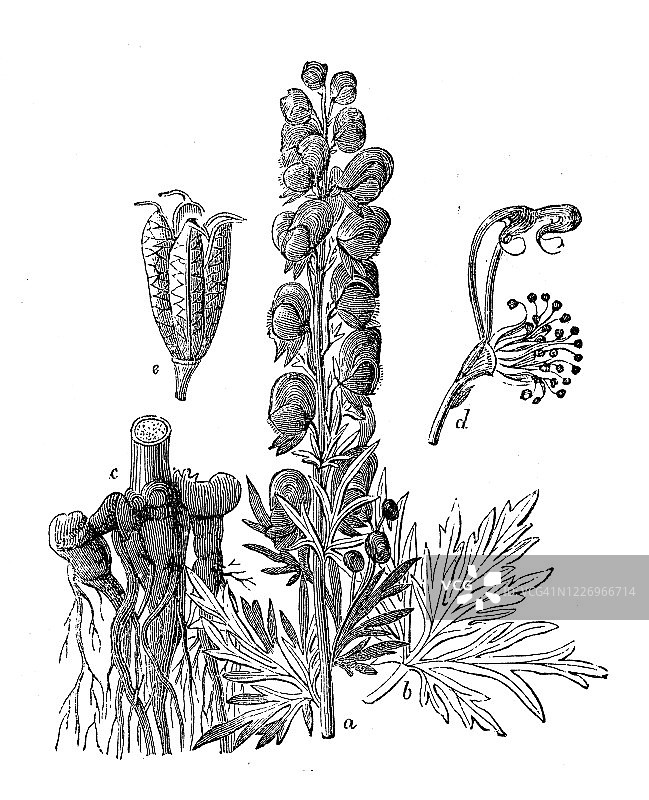 古董插画：乌头图片素材