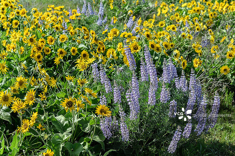 俄勒冈州，汤姆·麦考尔点小径沿线的羽扇豆和香脂根图片素材
