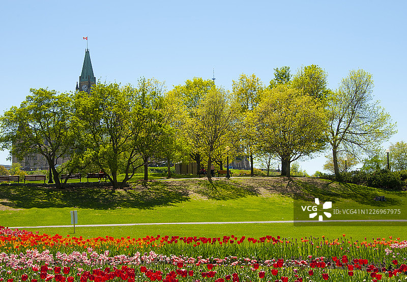 加拿大安大略渥太华国会山公园春天郁金香图片素材